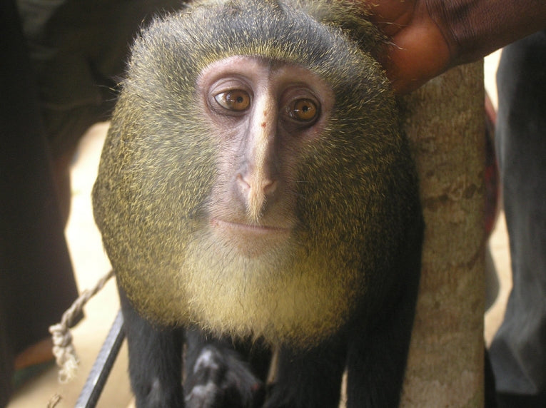 Meet Lesula, Congo's Colourful New Species of Monkey