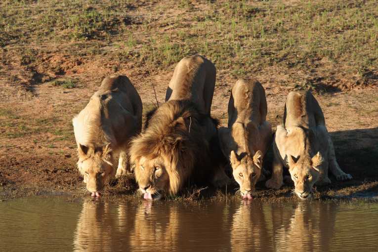 Lions under growing threat from U.S. hunters
