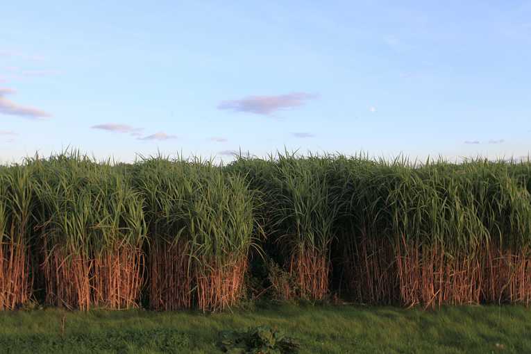 Liquid costs of biofuel grasses