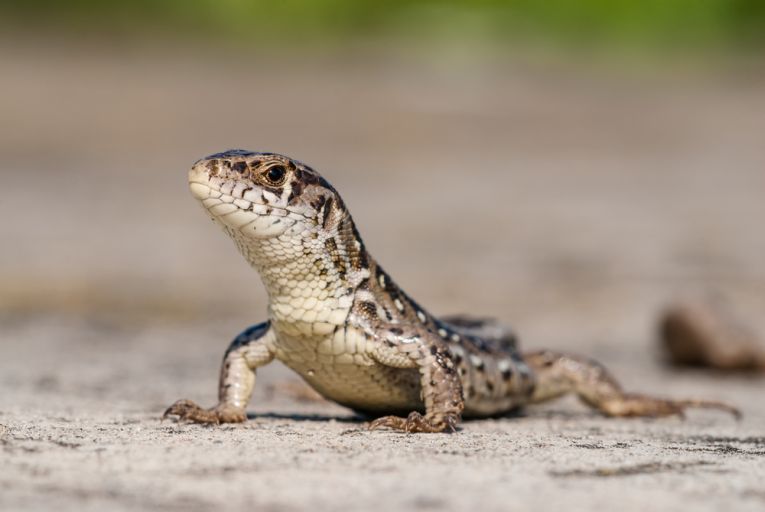 Cats control lizard populations but the reptiles adapt well