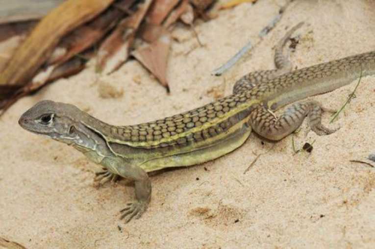 New species of lizard found being served up in a Vietnamese restaurant
