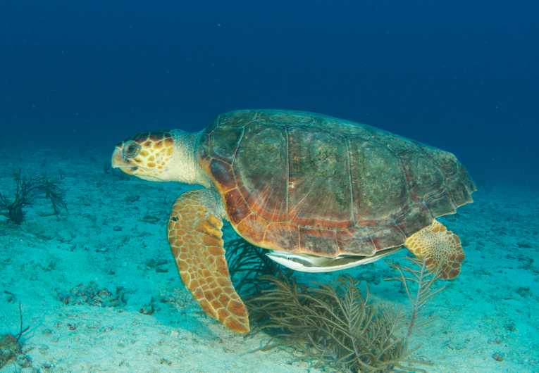 Loggerhead sea turtle habitat locations discovered in the Gulf of Mexico