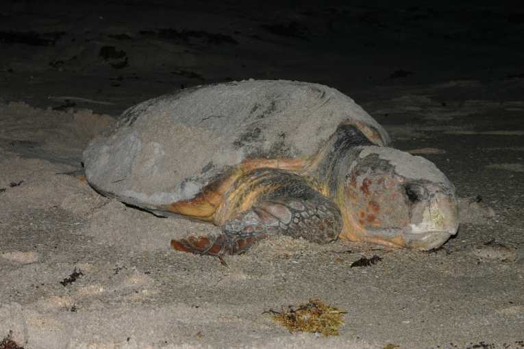 Some loggerhead turtle populations downgraded to endangered status