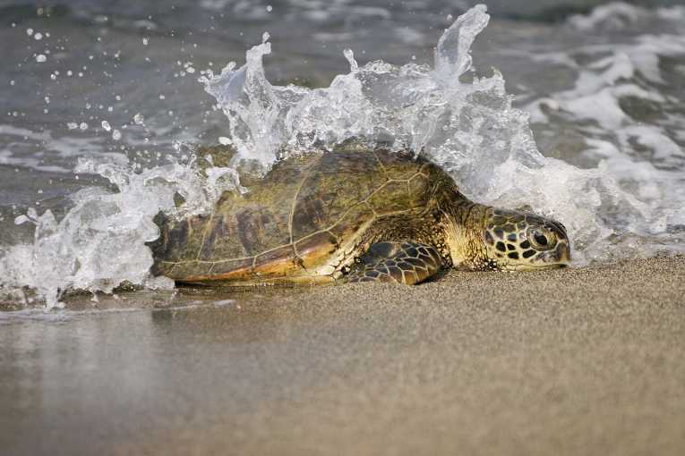 Loggerhead turtle migration mystery solved