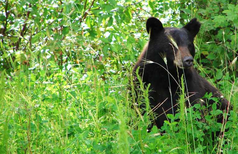 Lone Male Black Bears Responsible for Most Attacks on Humans