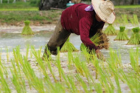 A low oxygen switch may save crops from flooding