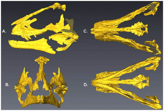 Ancestor of Tyrannosaurus found