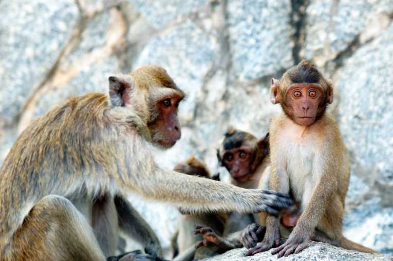 Macaque monkeys on Mauritius, a sad monkey's tale