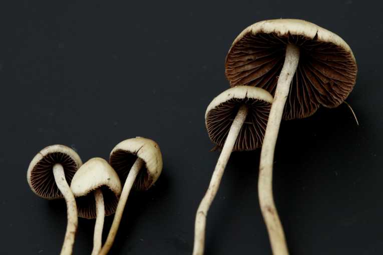 Hope that psilocybin, found in magic mushrooms, may help as a depression treatment