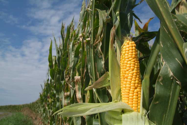 New farming methods to reduce greenhouse gases and improve yields