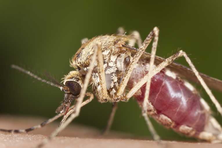 Malaria vaccine maybe closer after successful trial