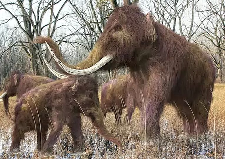 Will we release these reincarnated mammoths?