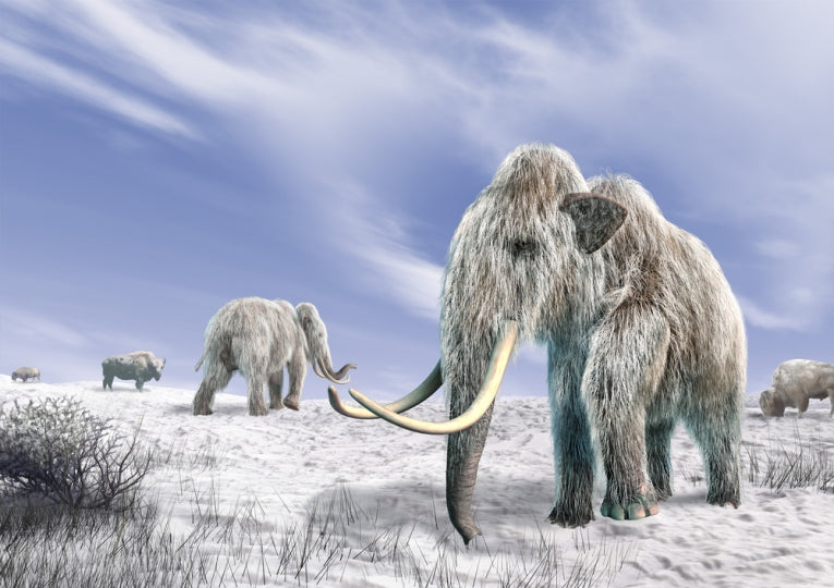 Mammoth cloning possible
