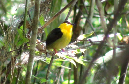 Manakins are athletic tropical courters