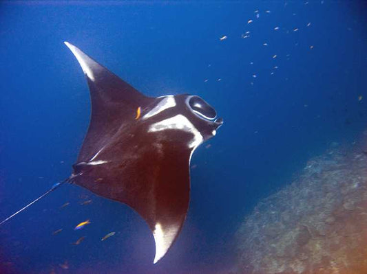 First known manta ray nursery in Florida and new species news!