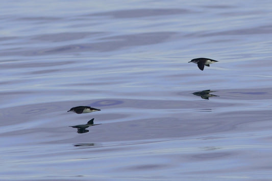 Spying on the Manx shearwater at sea