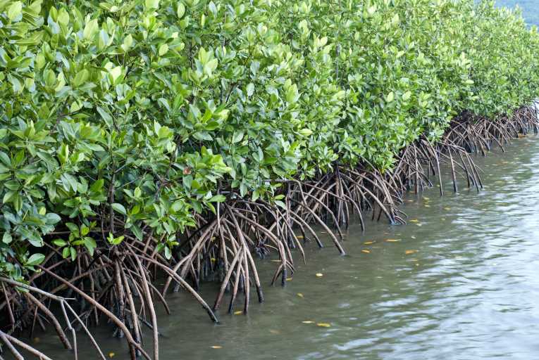 Mapping mangroves aids conservation of valuable habitats