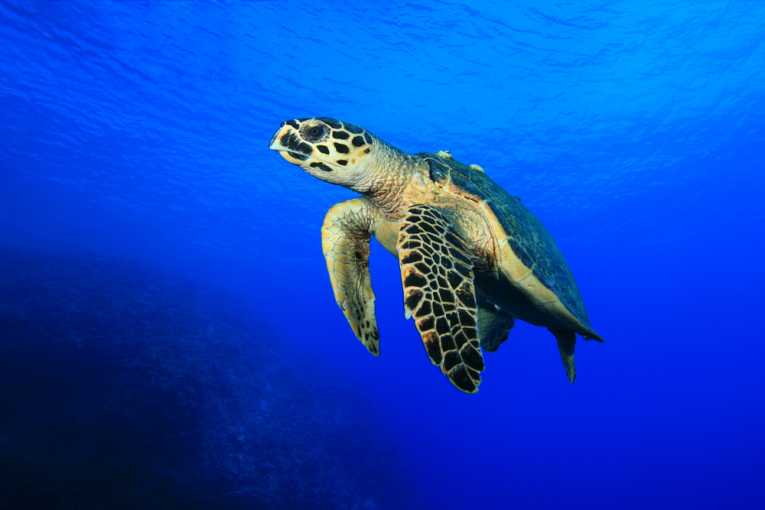 Marine Turtle Ingestion of Plastic Investigated