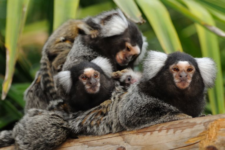 Marmosets are marvelous !