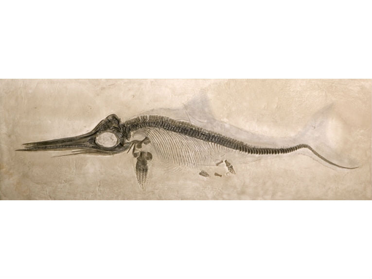 An Ichthyosaur and other Tales