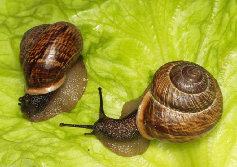 Massive public evolutionary study sights ¾ million brightly colored snails
