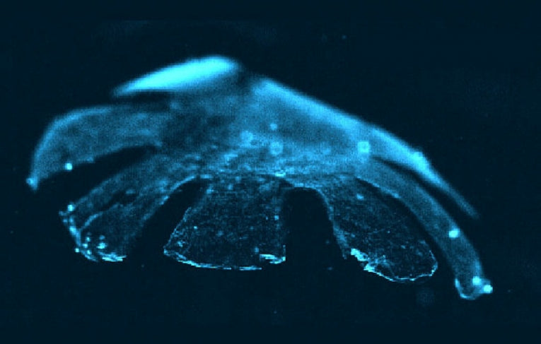 The Frankenstein Medusoid Jellyfish