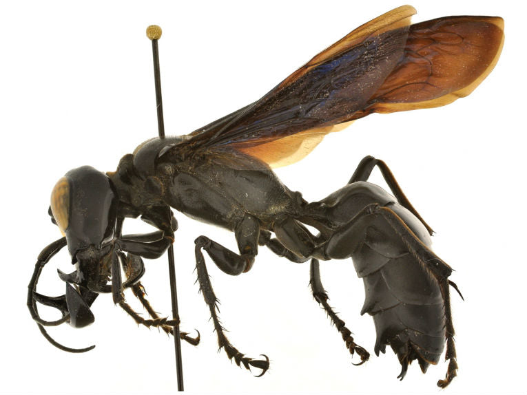 Meet the wasp king - Megalara garuda