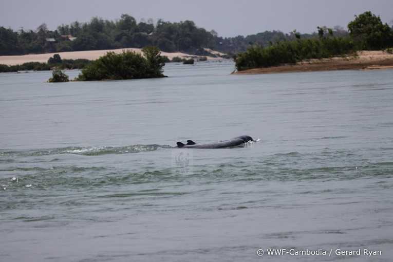 Mekong river Irrawaddy dolphins face extinction