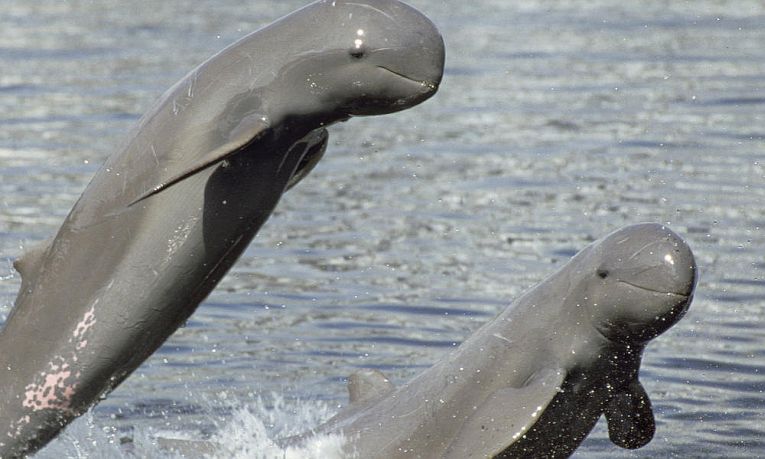 Dolphin calves born in the Mekong