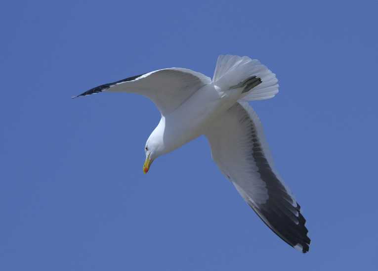 Mercury burden hangs heavy round the neck of the albatross