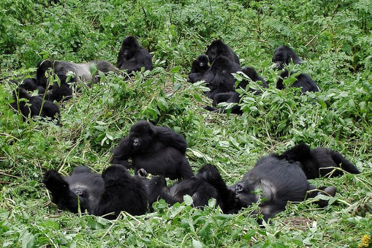 Gorillas or oil: the Virunga question