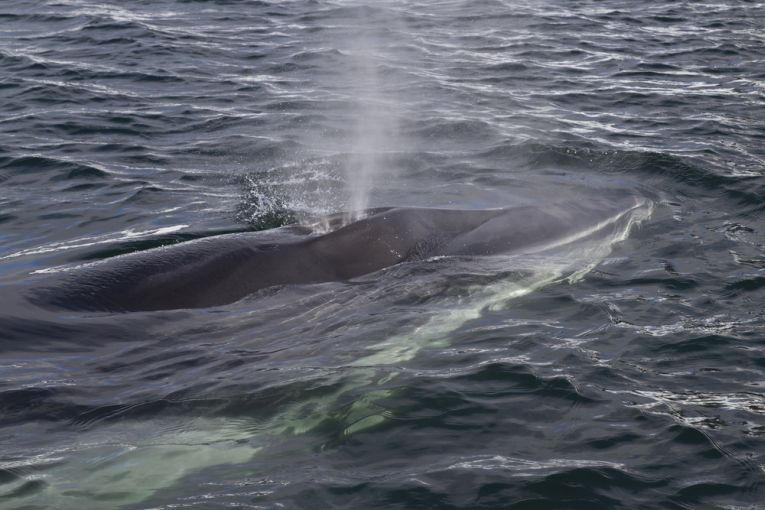Watch the whale population in Norway!