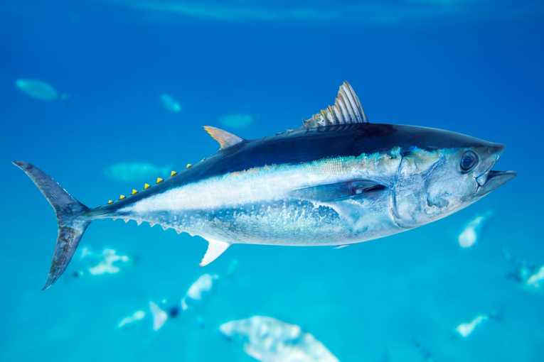 New model studies Atlantic bluefin tuna populations
