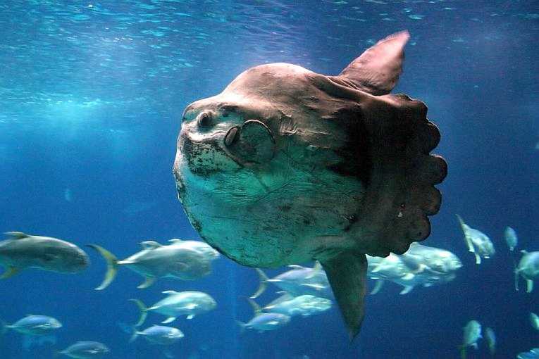 Mola mola, the sunfish genome is incredible!