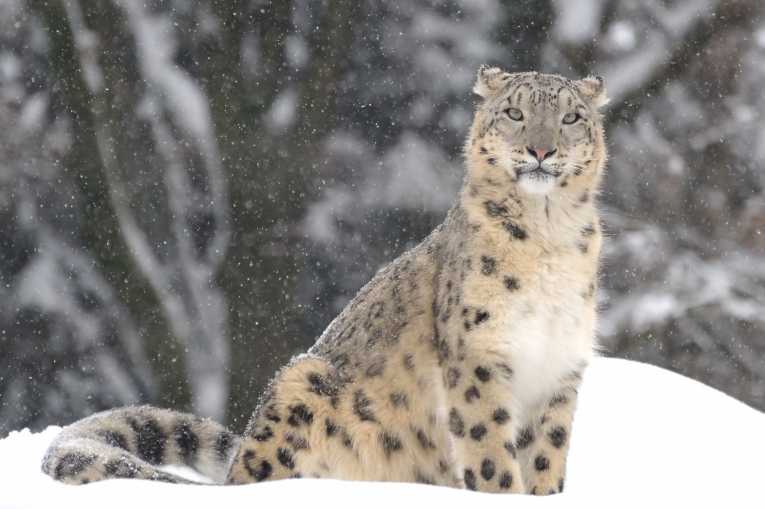Hunting permits issued by Mongolian government for endangered snow leopards rescinded following public backlash