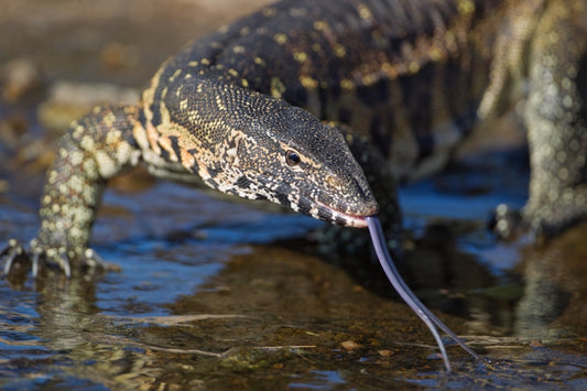 Monitoring lizard dispersal and evolution