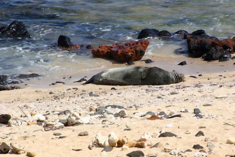 Monk Seals under threat in Hawaiian conservation zone