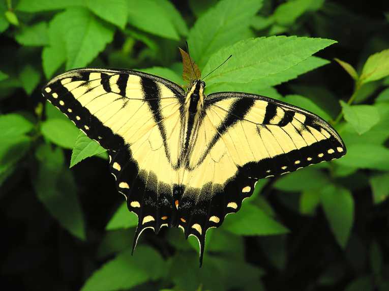 Mountain butterflies provide rare glimpse of hybrid speciation