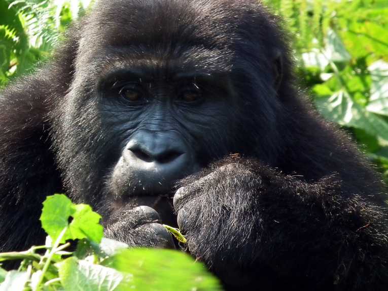 The secret to getting up close and personal with Mountain Gorillas