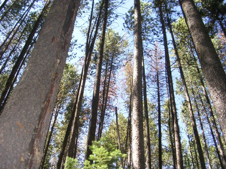 Mountain pine beetle blight creates air pollution in forests