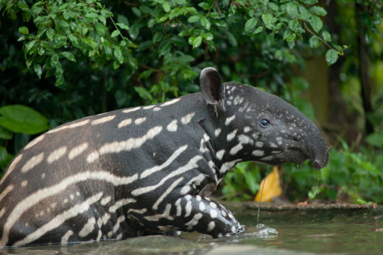 Tapirs losing habitat and they’re still hunted!