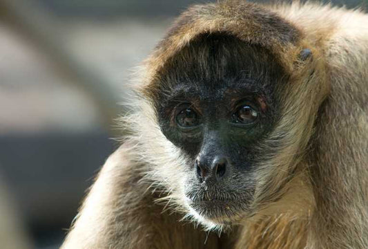 Muriqui Mothers - a stabilising influence