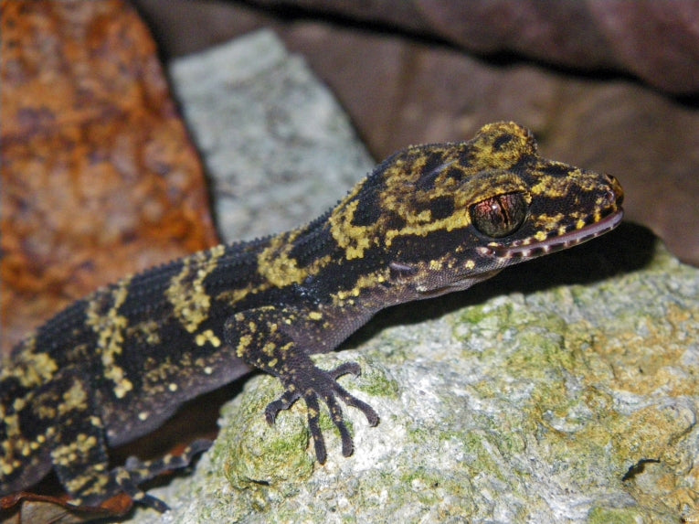New gecko species discovered in Papua New Guinea - Nactus kunan or bumblebee gecko