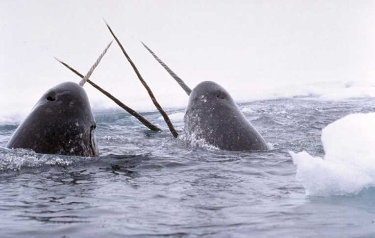 Animal oceanographers - Narwhals used to explore frozen arctic waters, reporting under ice temperatures