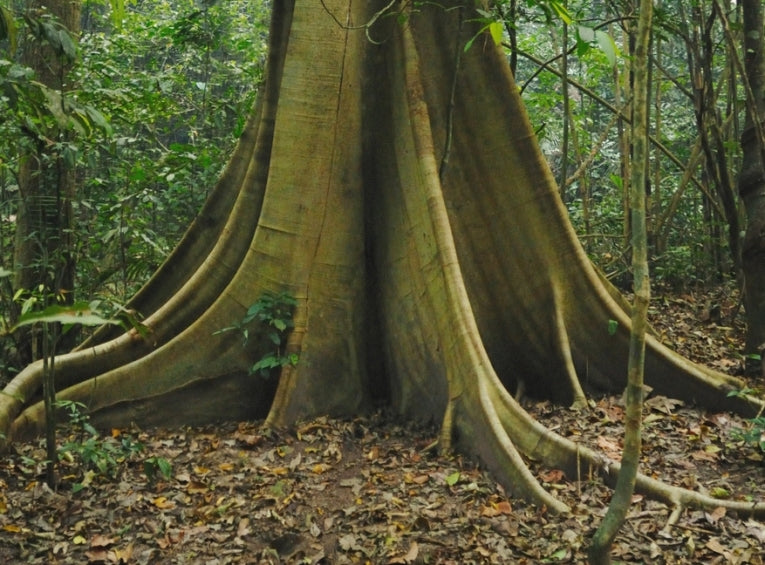 The natural forest community depends on plants that depend on soil