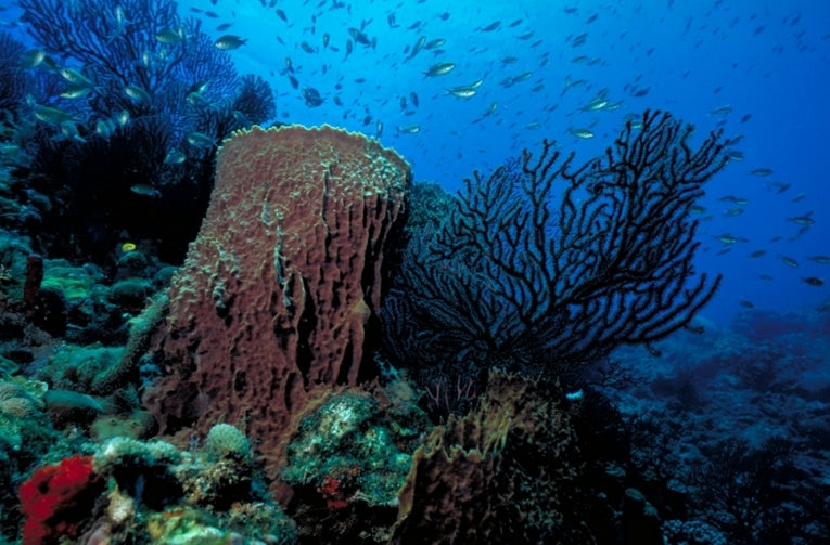 The New Billion Dollar Market - Coral Reef Conservation