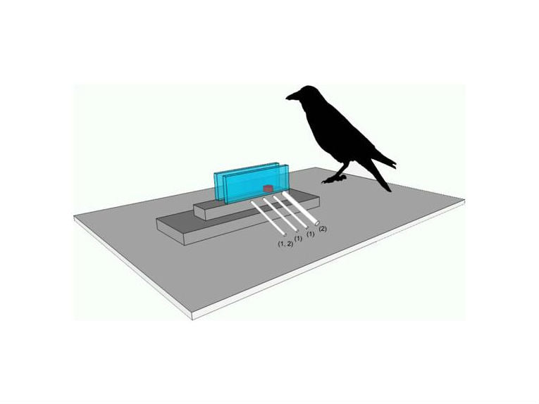 New Caledonian crows and their tools