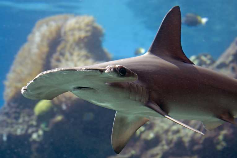 New hammerhead shark species in danger
