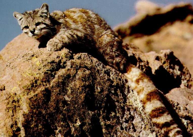 New population of the Endangered Andean cat discovered