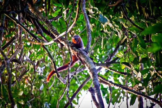 New primate species found skittering in threatened Amazon